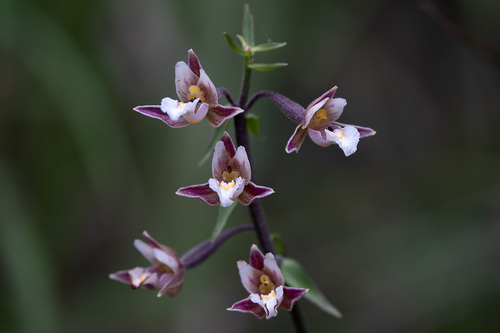 Epipactis palustris