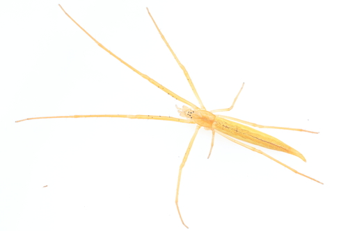 Tetragnatha branda