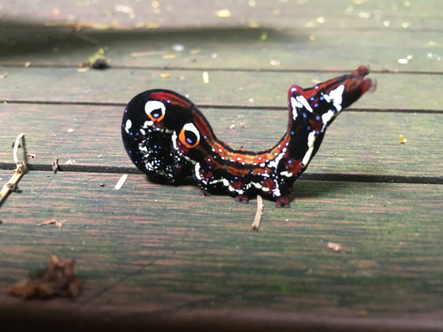 Green Fruit-piercing Moth