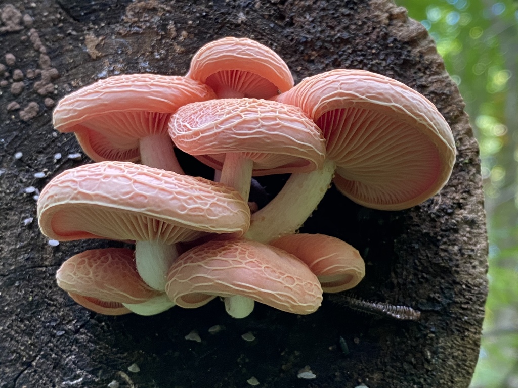 Wrinkled Peach from Indianapolis, IN, US on August 7, 2020 at 04:56 PM ...