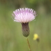 Le Conte's Thistle - Photo (c) Graham Montgomery, all rights reserved, uploaded by Graham Montgomery