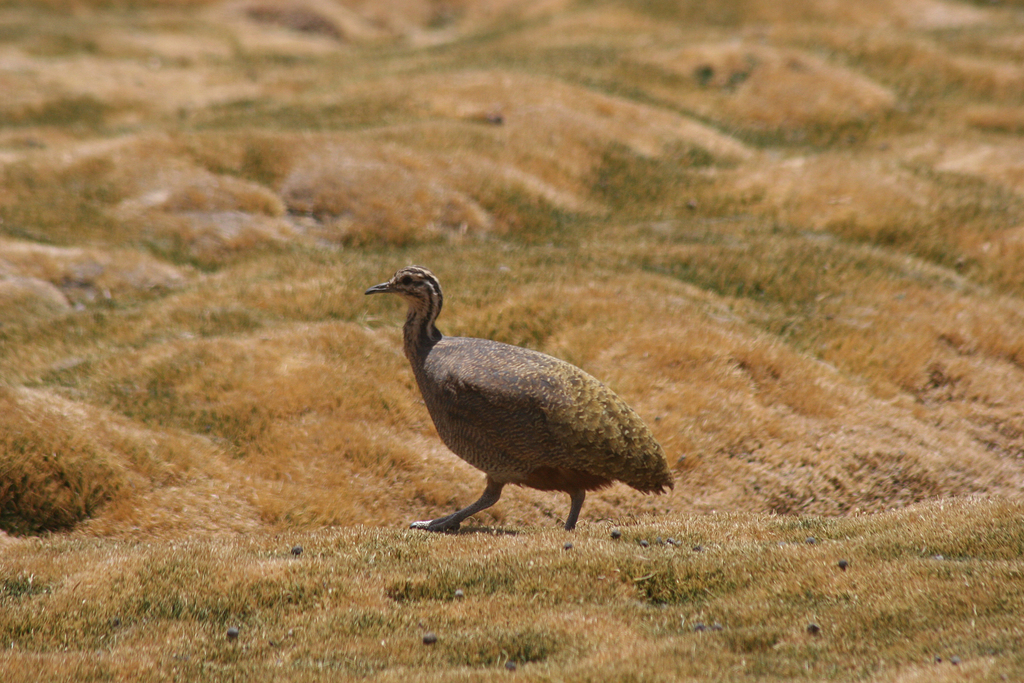 Puna Tinamou (Tinamotis pentlandii) photo