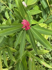 Alpinia purpurata image