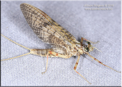 Género Stenonema · iNaturalist Mexico