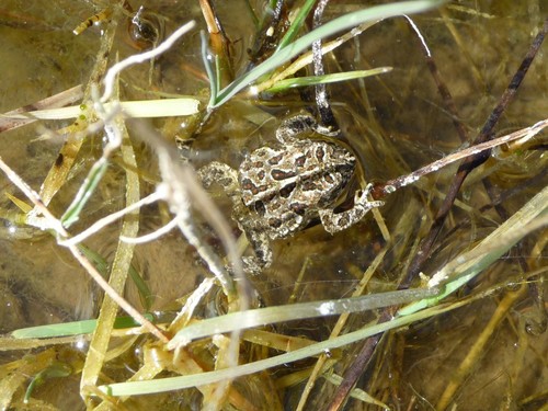 Wyoming Toad