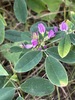 Violet Bush Clover - Photo (c) Adrian Sydor, all rights reserved, uploaded by Adrian Sydor
