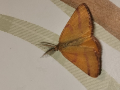Purple-barred Yellow