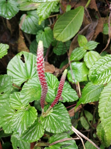 Peperomia crispa