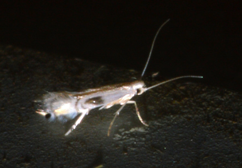 Phyllocnistis eurymochla