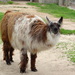 Llama - Photo (c) Pablo Bedrossian, all rights reserved, uploaded by Pablo Bedrossian