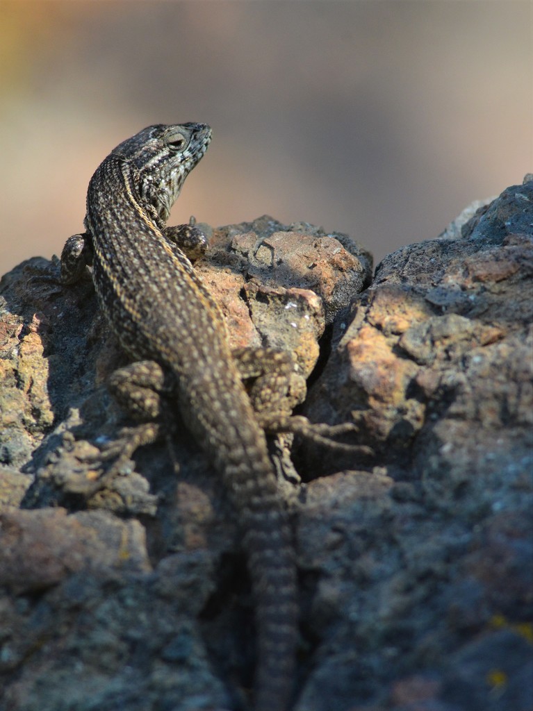 Dusky Smooth-throated Lizard from Santiago, Región Metropolitana, Chile ...