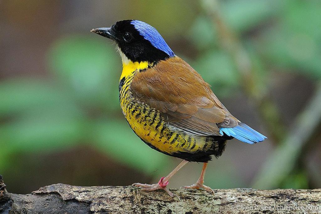 Gurney's Pitta photo