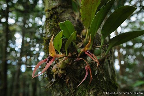 Bulbophyllum papulosum