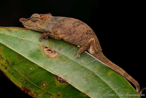 Angozongahy Nosed Chameleon