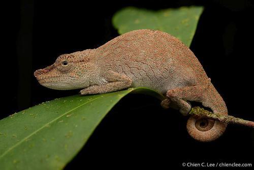 Vohibola Forest Chameleon