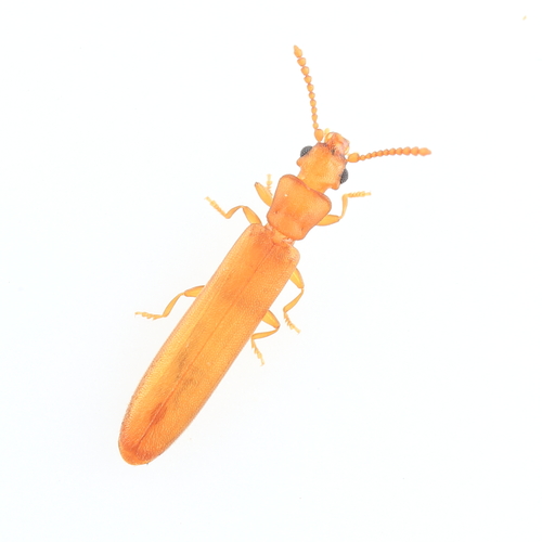 Genus Hemipeplus · iNaturalist NZ