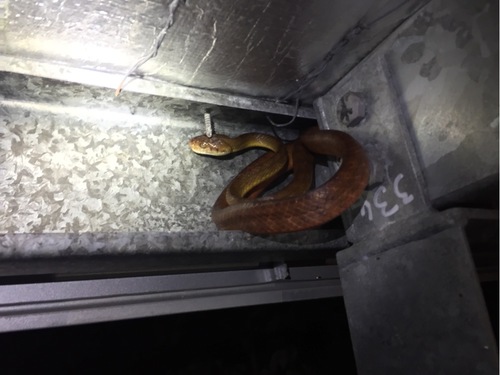 Brown Tree Snake sighting