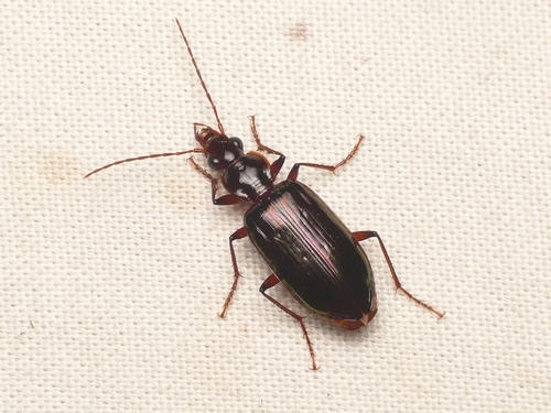 Metacolpodes