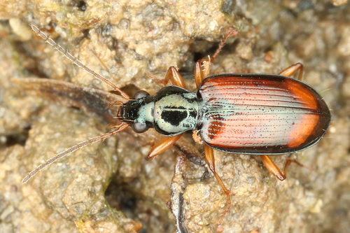 Bembidion testaceum · iNaturalist United Kingdom