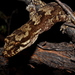 Pacific Gecko - Photo (c) Timothy Harker, all rights reserved, uploaded by Timothy Harker