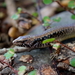 Hauraki Skink - Photo (c) Timothy Harker, all rights reserved, uploaded by Timothy Harker