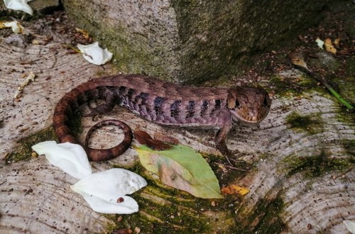 Rough-necked Alligator Lizard
