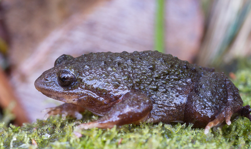 White-bellied Frog