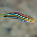Bluestriped Fangblenny - Photo (c) Hickson Fergusson, all rights reserved, uploaded by Hickson Fergusson
