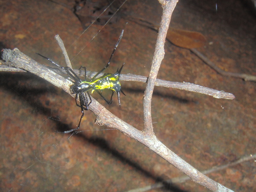 Micrathena vigorsi