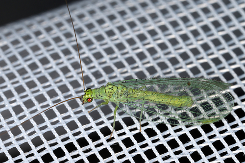 Chrysopa commata