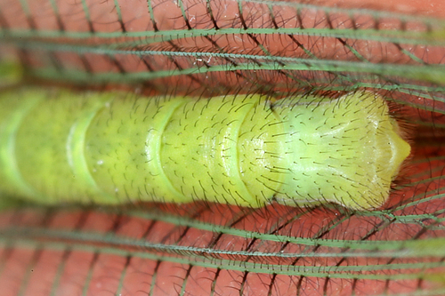 Chrysopa commata
