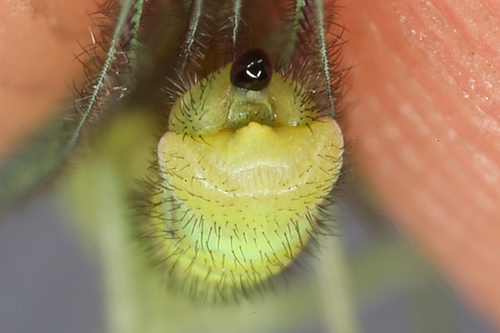 Chrysopa commata