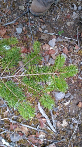 Vejar's fir