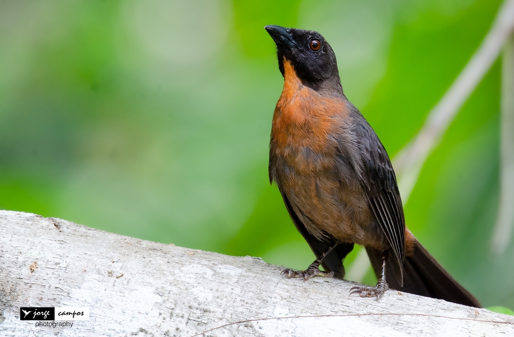 Black-cheeked Ant-Tanager (Driophlox atrimaxillaris)