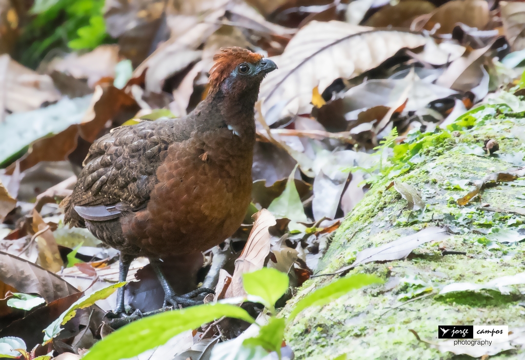 Black-eared Wood-Quail (Odontophorus melanotis) photo
