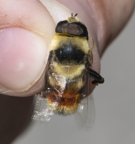 Orange-legged Drone Fly