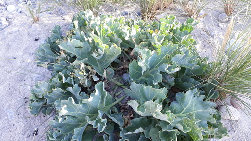 sea kale