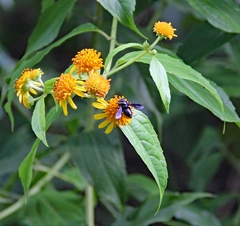 Image of Megachile nigripennis