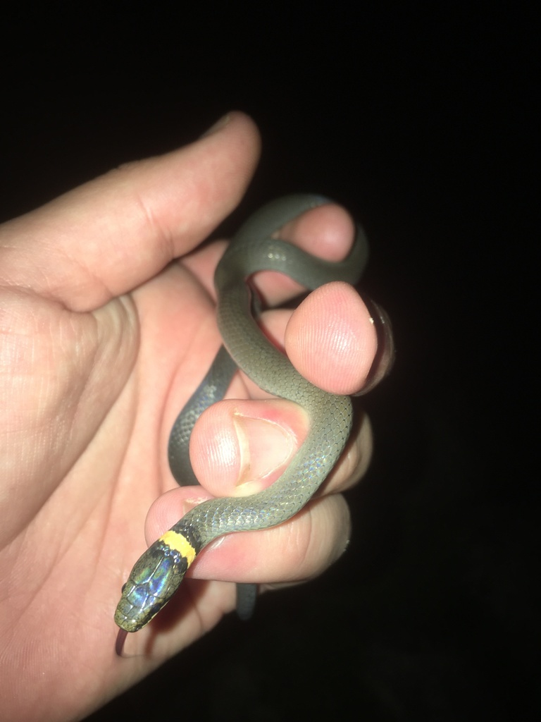 Northern Ringneck Snake in August 2020 by naturedundee · iNaturalist