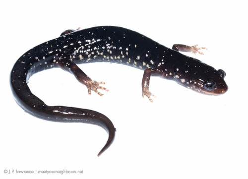 Southern Appalachian Salamander