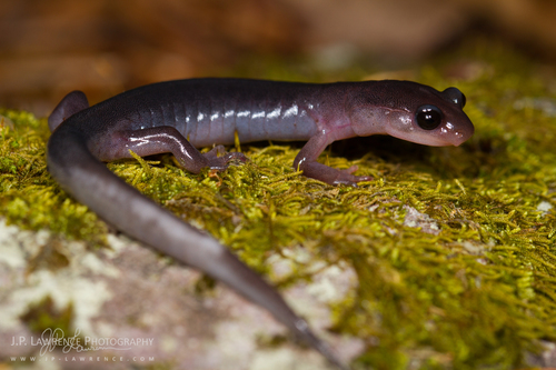 Northern Gray-cheeked Salamander