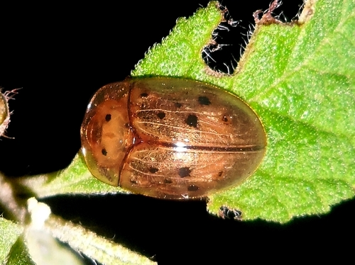 Cistudinella