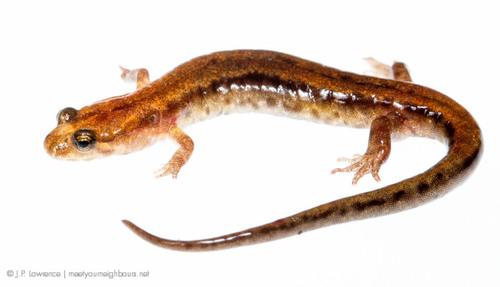 Carolina Mountain Dusky Salamander