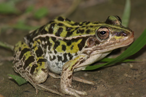 Black-spotted Frog