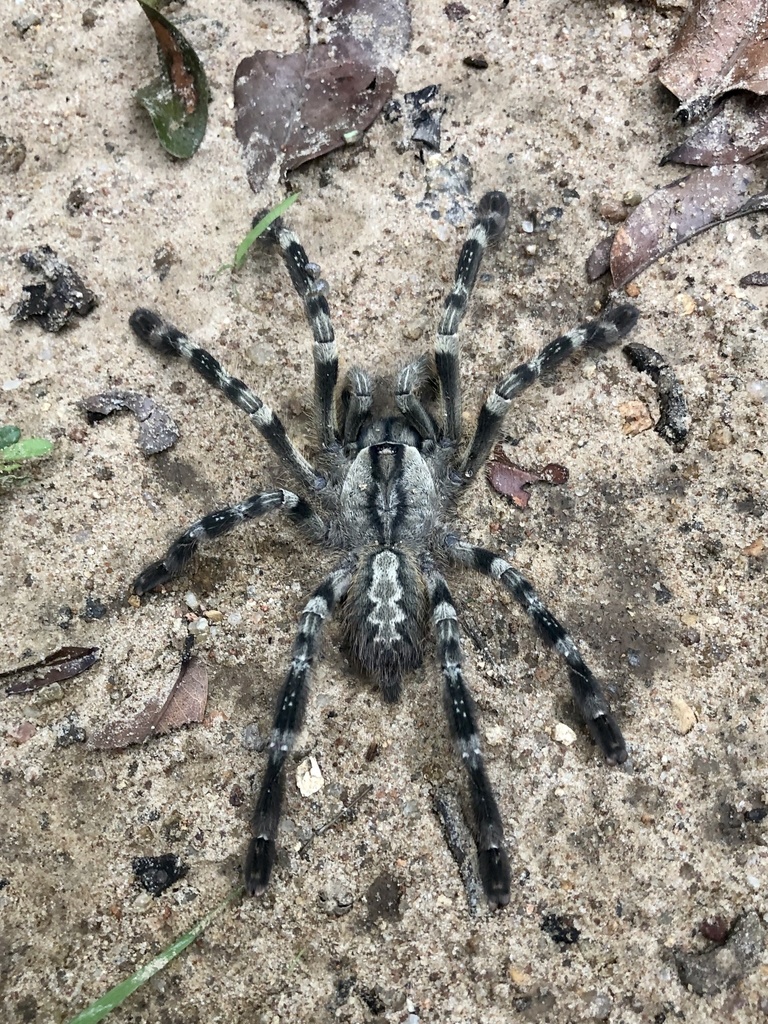 Sri Lankan Ornamental Tarantula in November 2019 by Anna Wittmer