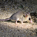 Gray Mouse Opossum - Photo (c) Rolando Chavez, all rights reserved, uploaded by Rolando Chavez