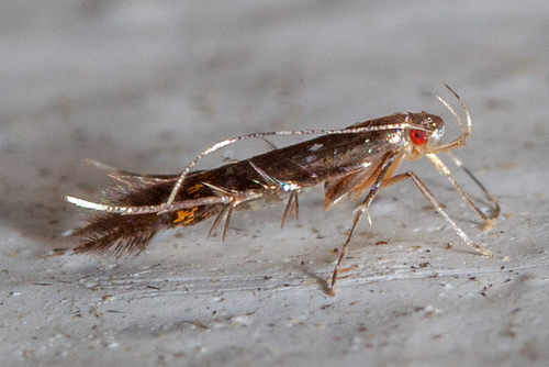 Cosmopterix clandestinella