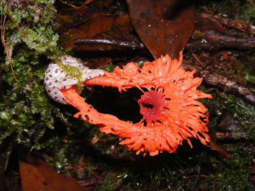Laternea pusilla