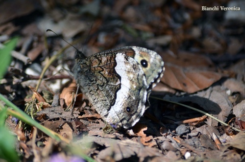 Woodland Grayling
