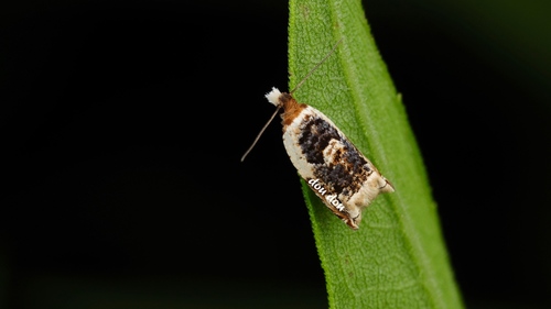 Rhopalovalva grapholitana · iNaturalist